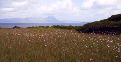 Ref:45 COTTON GRASS BESIDE LOCH DUBH GEODHACHAN THARAILT